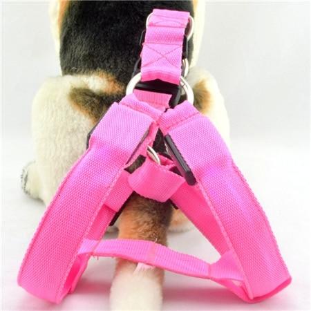 #3 Best Seller-LED Glowing Safety Collars